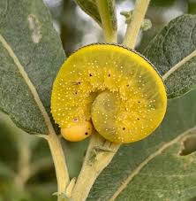 Attēlu rezultāti vaicājumam “Cimbex luteus”