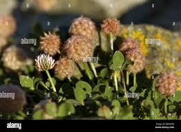 Attēlu rezultāti vaicājumam “Trifolium fragiferum fruit”