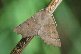 Attēlu rezultāti vaicājumam “Odontopera bidentata”