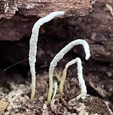 Attēlu rezultāti vaicājumam “Cordyceps polyarthra”