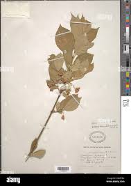 Attēlu rezultāti vaicājumam “Hordelymus europaeus fruit”