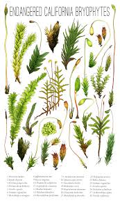 Attēlu rezultāti vaicājumam “Helodium blandowii”