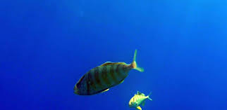 Image result for Caranx crysos