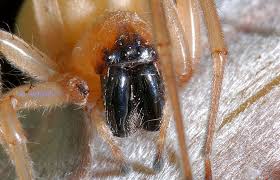 Attēlu rezultāti vaicājumam “Cheiracanthium sp.”