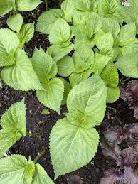 Image result for 깱깲깳깴깵깶깷깺깾깿꺀꺁꺂꺃꺆꺇꺈꺉꺊꺋꺍꺎꺏꺐