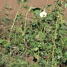 Attēlu rezultāti vaicājumam “Malvaceae”