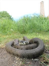 Attēlu rezultāti vaicājumam “Natrix natrix adult”