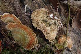 Attēlu rezultāti vaicājumam “Lenzites betulina”