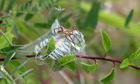 Attēlu rezultāti vaicājumam “Paidiscura pallens eggs”