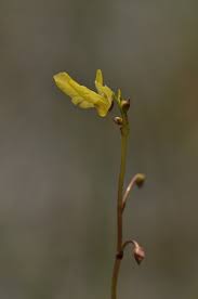 Attēlu rezultāti vaicājumam “Utricularia minor flower”