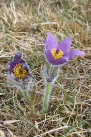 Image result for Kuhschelle