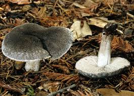 Attēlu rezultāti vaicājumam “Tricholoma sp.”