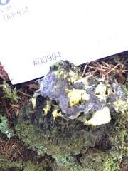 Attēlu rezultāti vaicājumam “Nectriopsis violacea”