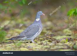 Image result for Columba palumbus