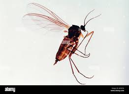 Attēlu rezultāti vaicājumam “Cecidomyiidae”