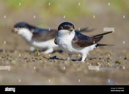 Attēlu rezultāti vaicājumam “Delichon urbicum adult”
