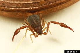 Attēlu rezultāti vaicājumam “Chelifer cancroides”