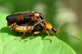 Attēlu rezultāti vaicājumam “Cantharis fusca larva”
