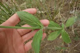Attēlu rezultāti vaicājumam “Silene latifolia subsp. alba”