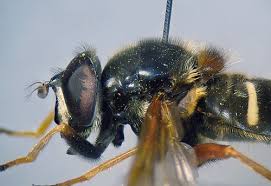 Attēlu rezultāti vaicājumam “Sericomyia lappona”