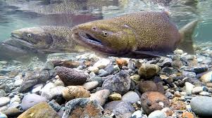 Image result for Oncorhynchus tshawytscha