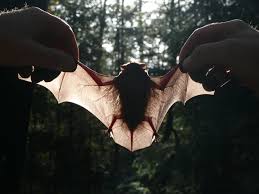 Attēlu rezultāti vaicājumam “Nyctalus noctula”