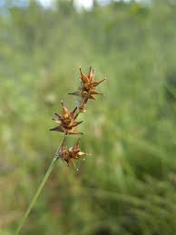 Attēlu rezultāti vaicājumam “Carex echinata”