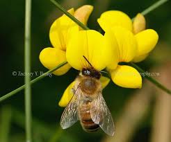 Attēlu rezultāti vaicājumam “Lotus corniculatus flower”