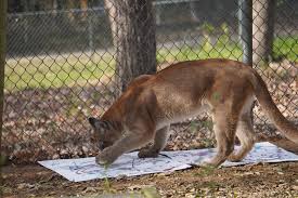 Image result for Craigmount Cougars