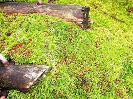 Attēlu rezultāti vaicājumam “Sphagnum fimbriatum”