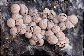 Attēlu rezultāti vaicājumam “Diderma rufostriatum spores”