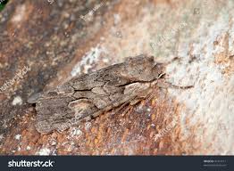 Attēlu rezultāti vaicājumam “Lithophane furcifera”