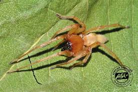 Attēlu rezultāti vaicājumam “Cheiracanthium sp.”