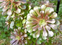 Attēlu rezultāti vaicājumam “Crassulaceae”