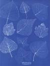 Anna Atkins, Mistress of Blueprint Manor | Venetian Red Art Blog