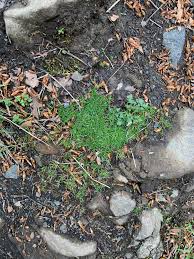 Attēlu rezultāti vaicājumam “Sagina procumbens fruit”