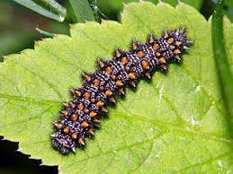 Attēlu rezultāti vaicājumam “Mellicta athalia underside”