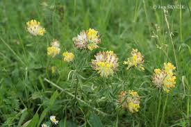 Image result for Anthyllis vulneraria
