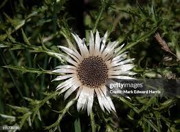 Image result for Silberdistel