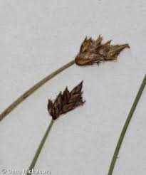 Attēlu rezultāti vaicājumam “Carex chordorhiza”