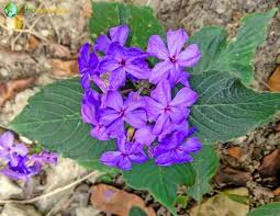 Image result for Browallia speciosa
