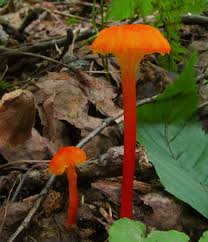 Attēlu rezultāti vaicājumam “Hygrocybe cantharellus”