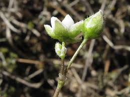 Attēlu rezultāti vaicājumam “Spergula morisonii”