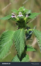 Attēlu rezultāti vaicājumam “Galeopsis bifida leaf”