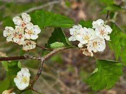 Attēlu rezultāti vaicājumam “Crataegus”