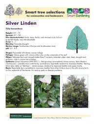 Attēlu rezultāti vaicājumam “Tilia tomentosa leaf”