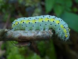 Attēlu rezultāti vaicājumam “Diloba caeruleocephala”