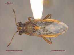 Attēlu rezultāti vaicājumam “Rhopalus maculatus imago”