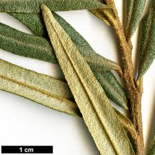 Attēlu rezultāti vaicājumam “Hippophae rhamnoides leaf”