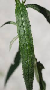 Attēlu rezultāti vaicājumam “Jacobaea paludosa flower”